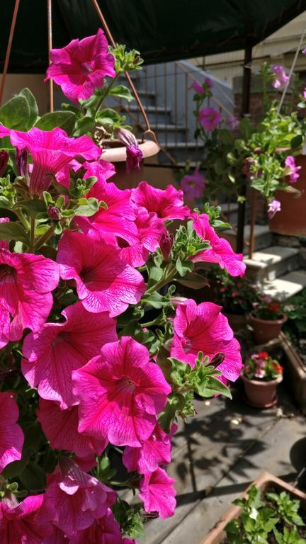 La Chicca B&B سيينا المظهر الخارجي الصورة